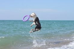 Collar Puller Chew Toy -Dog Supplies Sale Store 114417 collar 5