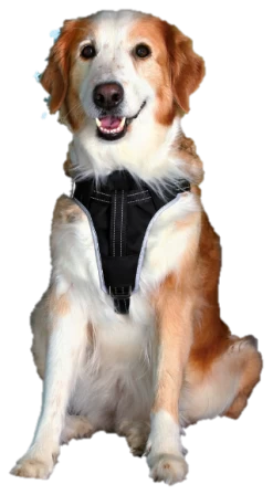Trixie Dog Protect Safety Harness