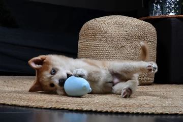 Petit Balu Blue Rattle Toy 5 Petit Balu Blue Rattle Toy - Image 3