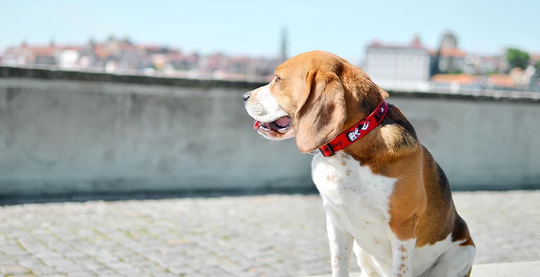 Dashi Collar Vintage Betty 4 Dashi Collar Vintage Betty - Image 2