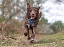 The Company Of Animals Carsafe Dog Travel Black Harness -Dog Supplies Sale Store COA29021B COA29121B COA29221B COA29321B 6 637cd802edaf4