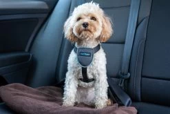 The Company Of Animals Carsafe Dog Travel Black Harness -Dog Supplies Sale Store COA29021B COA29121B COA29221B COA29321B 8 637cd801ad928
