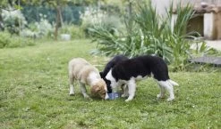 HPM Veterinary Baby Large & Medium -Dog Supplies Sale Store Captura de pantalla 2022 03 15 113247 62306b54878c3