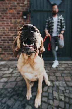 Hunter Freestyle Strap Purple -Dog Supplies Sale Store HU39105 1 62b04600e22e9