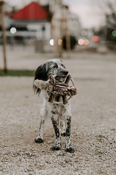 Hunter Wildlife Dog Toy Train Squirrel 4 Hunter Wildlife Dog Toy Train Squirrel - Image 2
