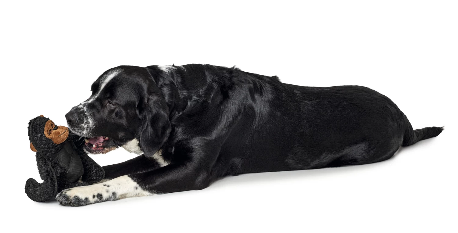 Hunter Tough Kamerun Gorila Dog Toy 5 Hunter Tough Kamerun Gorila Dog Toy - Image 3