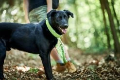 Hunter Vario Basic Collar 8 Hunter Vario Basic Collar -Dog Supplies Sale Store HU66610 HU66611 2 62ac644de3e6e