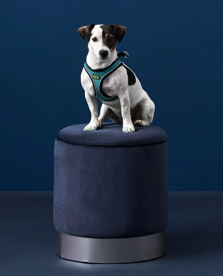 Hunter Harness Hilo Comfort Blue 7 Hunter Harness Hilo Comfort Blue - Image 5