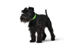 Hunter Collar Convenience Green Comfort -Dog Supplies Sale Store HU68919 HU68920 HU68921 HU68922 HU68923 HU68924 HU68925 HU68926 HU68927 HU68928 HU68929 HU68930 2 62dfbf50a3f65