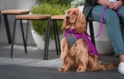 Red Dingo Reversible Coat Puffer Jachet Purple -Dog Supplies Sale Store VE05050MO VE05051MO VE05052MO VE05053MO VE05054MO VE05055MO 2 637cbd1e3b9c8