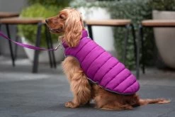 Red Dingo Reversible Coat Puffer Jachet Purple -Dog Supplies Sale Store VE05050MO VE05051MO VE05052MO VE05053MO VE05054MO VE05055MO 3 637cbd1db8d29