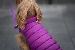 Red Dingo Reversible Coat Puffer Jachet Purple -Dog Supplies Sale Store VE05050MO VE05051MO VE05052MO VE05053MO VE05054MO VE05055MO 5 637cbd1cb505d