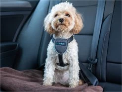 The Company Of Animals Car Safe Dog Travel Harness 15 The Company Of Animals Car Safe Dog Travel Harness -Dog Supplies Sale Store adaa0cfc 5303 11ec a5e5 00505697ce7a 886284290210 sfr2 631b612d81f58