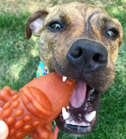 Whimzees Dental Snack For Dog Crocodile-shaped 11.7cm -Dog Supplies Sale Store at jordyonpoint 1 62ce9e9a9093b