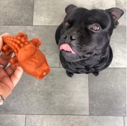 Whimzees Dental Snack For Dog Crocodile-shaped 11.7cm -Dog Supplies Sale Store at the staffy harvey 62ce9ea864b4e