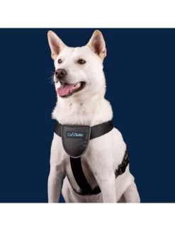 The Company Of Animals Car Safe Dog Travel Harness 16 The Company Of Animals Car Safe Dog Travel Harness -Dog Supplies Sale Store coa29021b 624ebb25e8490