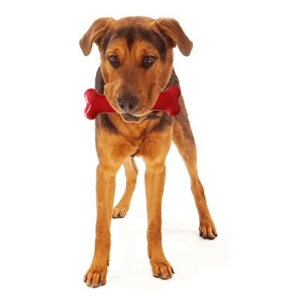 Tastybone Twinpack Game Pheasant And Duck 4 Tastybone Twinpack Game Pheasant And Duck - Image 2