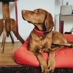 Hunter Divo Necklace -Dog Supplies Sale Store perro con collar hunter rojo 6310c373ea3bd