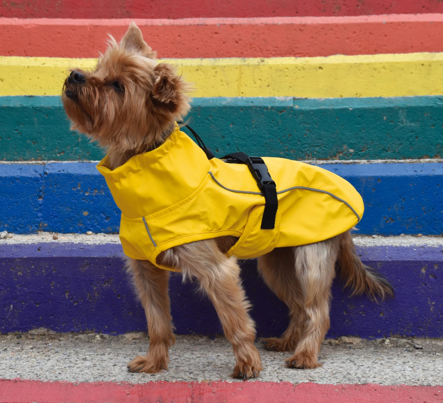Nayeco Impermeable London Amarillo Para Perros 4 Nayeco Impermeable London Amarillo Para Perros - Image 2
