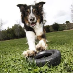 KONG Traxx Wheel -Dog Supplies Sale Store pneu 3 800x800 6255bd98e847d