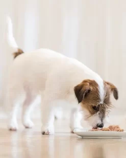 Pack 24 Schesir Canned Ocean Fish With Tuna -Dog Supplies Sale Store schesir prodotti cane umido 62d687f6bb831 1