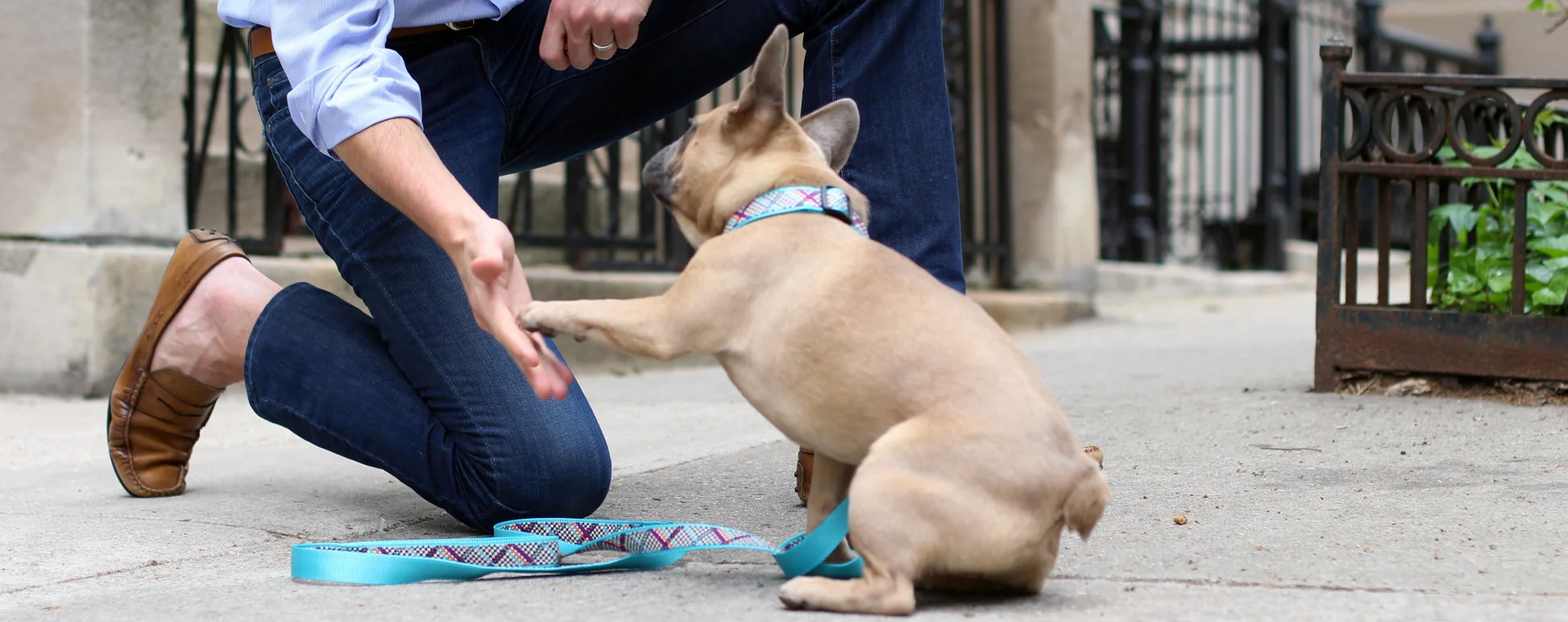 Dog Supplies Sale Store -Dog Supplies Sale Store 2